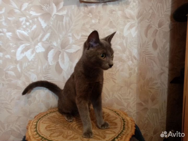 Отдам кошечку