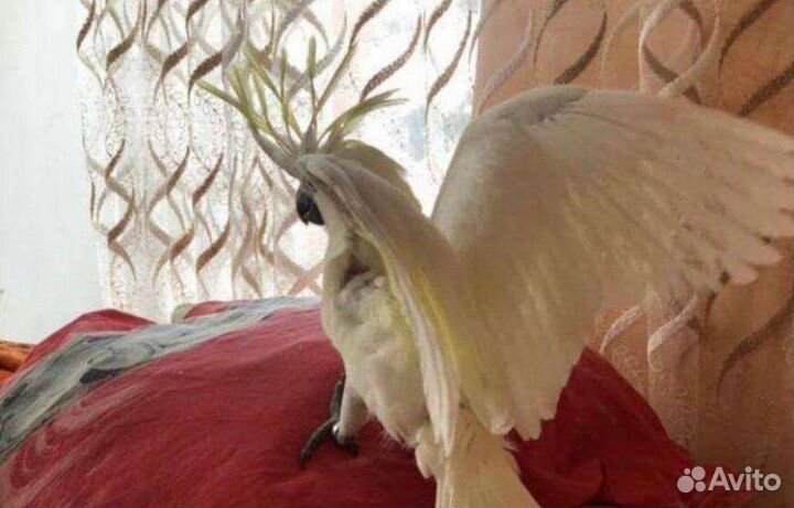 Попугай птенцы