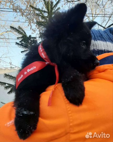 Элитные черные немцы