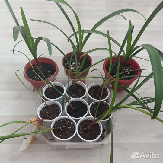 Гиппеаструм