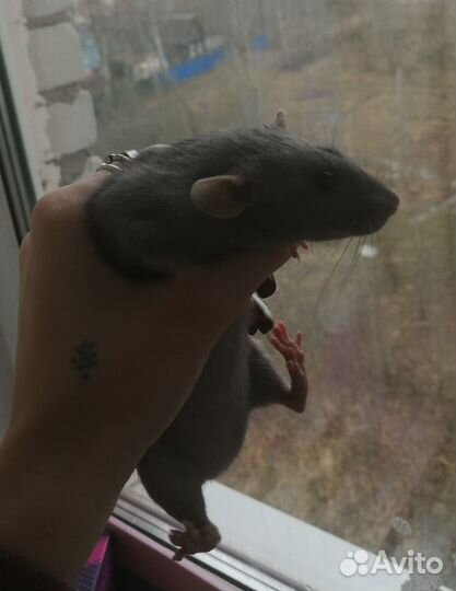 Крыса дамбо