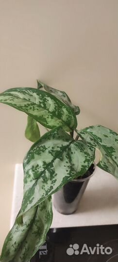 Аглаонема сильвер бей