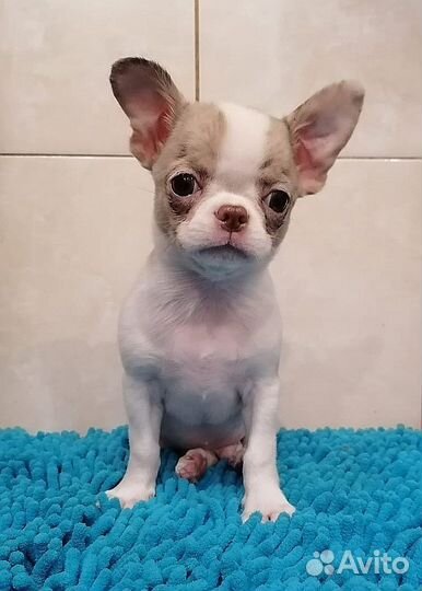 Мраморенок