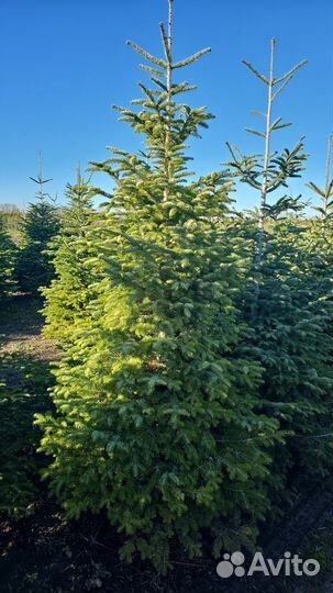 Пихта нордмана живая