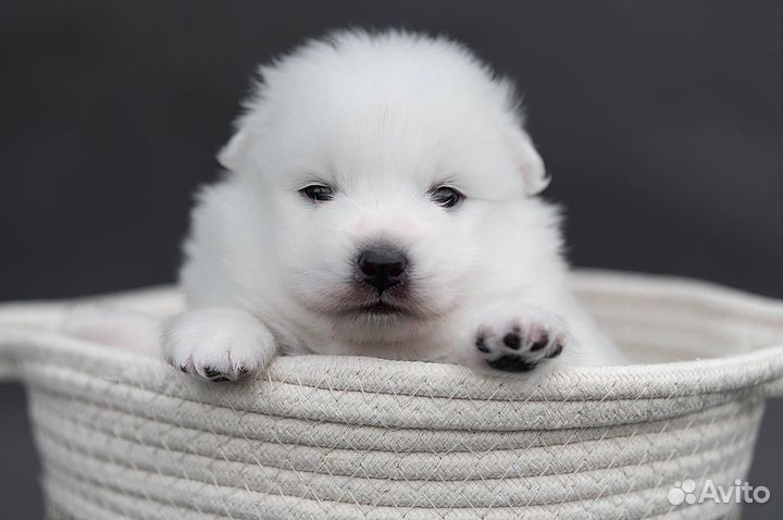 Японский шпиц щенки