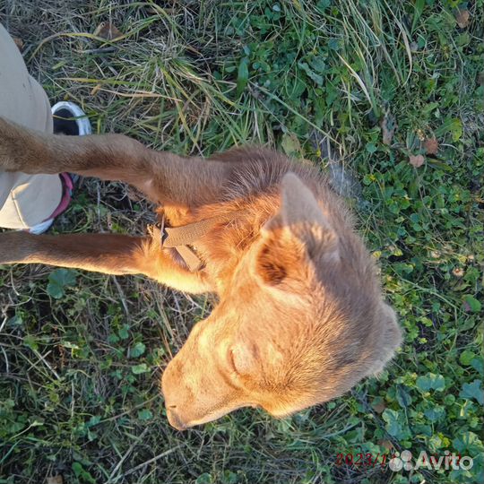 Отдам собаку в добрые руки Девочка