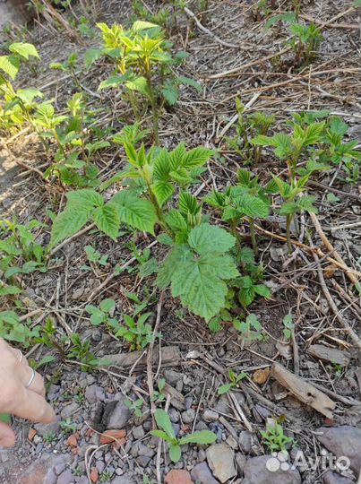 Ремонтантная малина