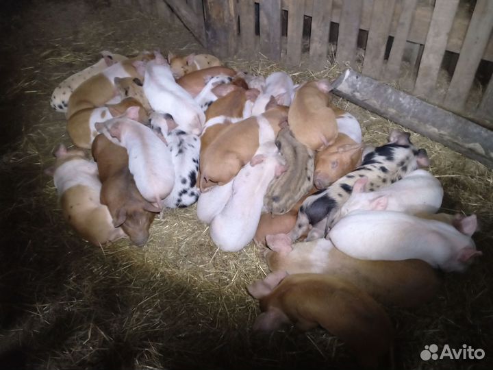 Хрюшки поросята