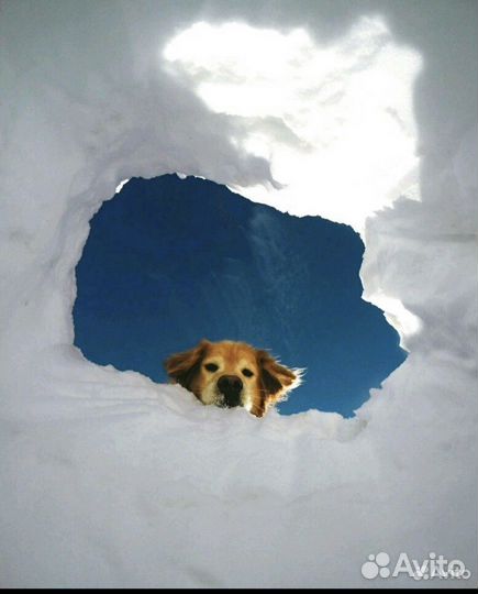 Гуманное усыпление животных. вывоз тела кремация