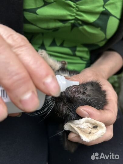 Котенок черный в добрые руки