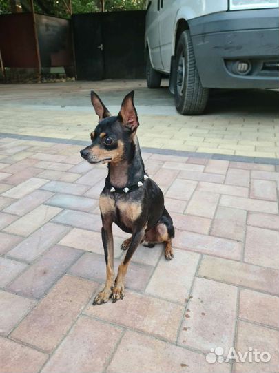 Вязка той-терьер мальчик