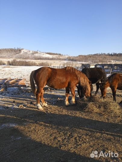 Продам Коня жеребец