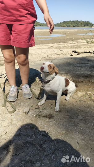 Собака в добрые руки отдам бесплатно