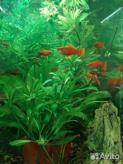 Мальки меченосцев от 1.5 до 3 см. Самцы и самки