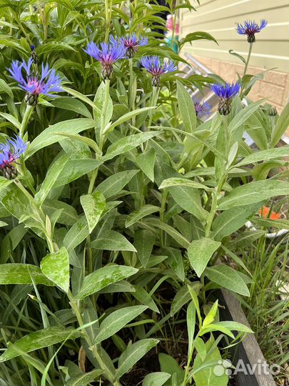 Васильки цветы многолетние