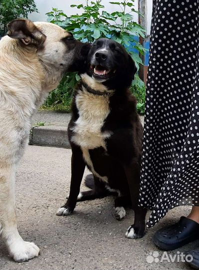 Молодая собака Дина в добрые руки