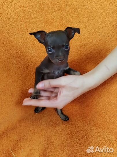 Мини той-терьер щенки