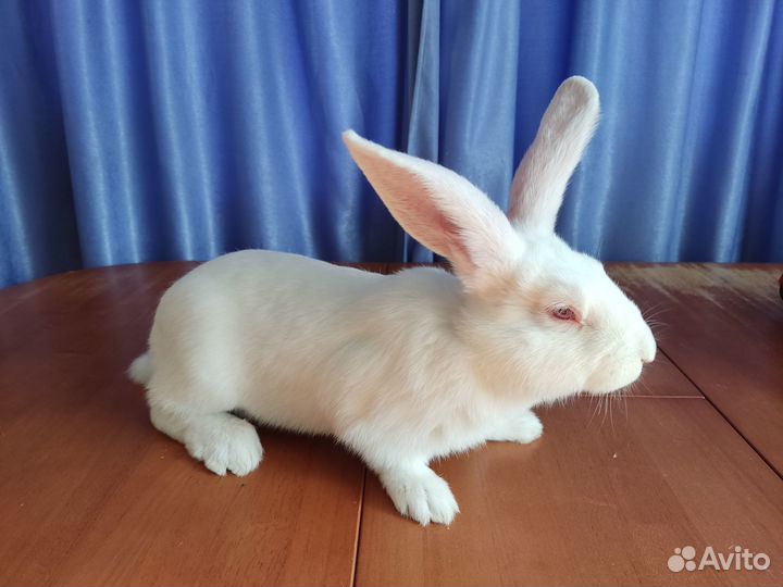Кролики мясной породы Белый Паннон
