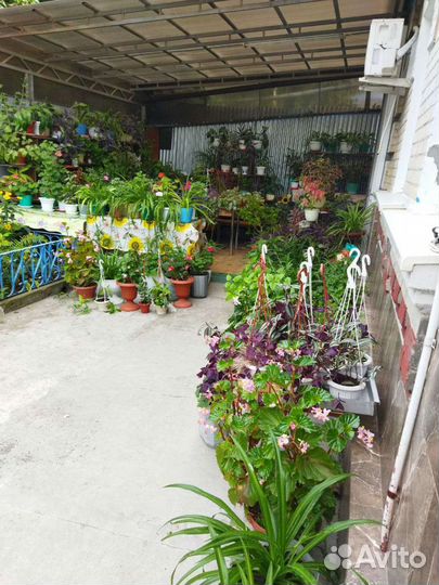 Комнатные цветы