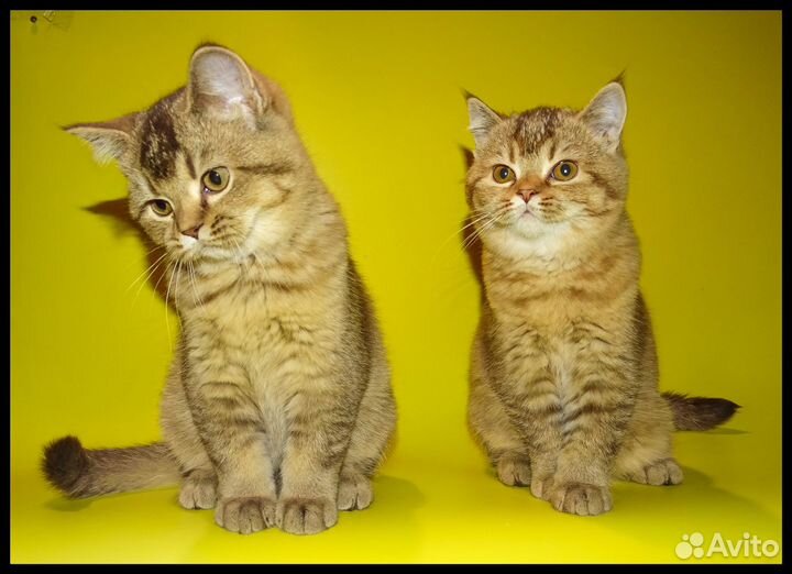 Пятнистые и тиккированные котята шоколадный окрас