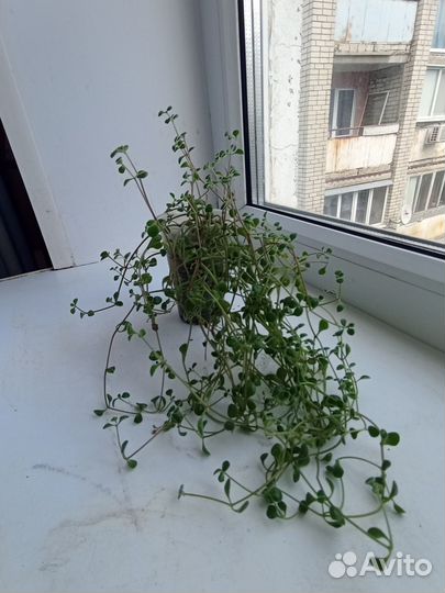 Бугенвилия комнатные цветы