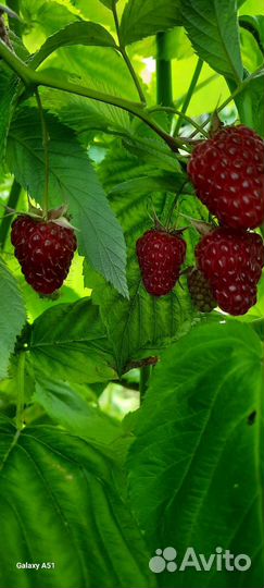 Саженцы малины