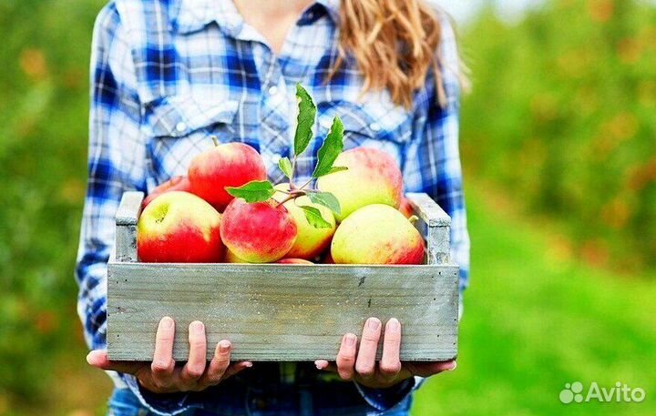 Работа Сборщиком яблок с проживанием