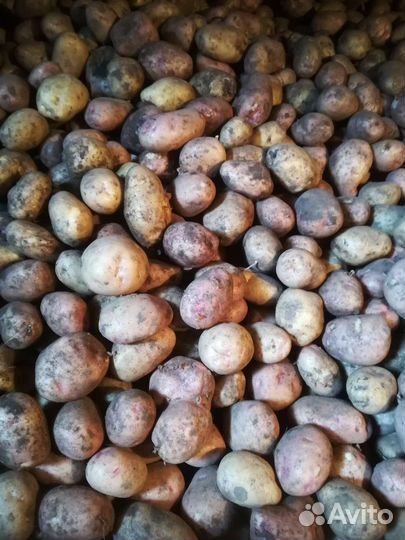 Продам картофель