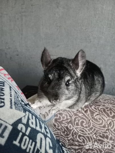 Продам шиншиллу