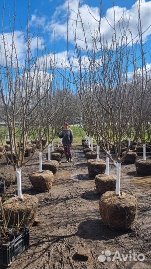 Плодовые деревья