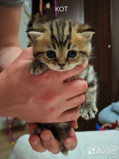 Шотландские котята вислоухие и прямоухие