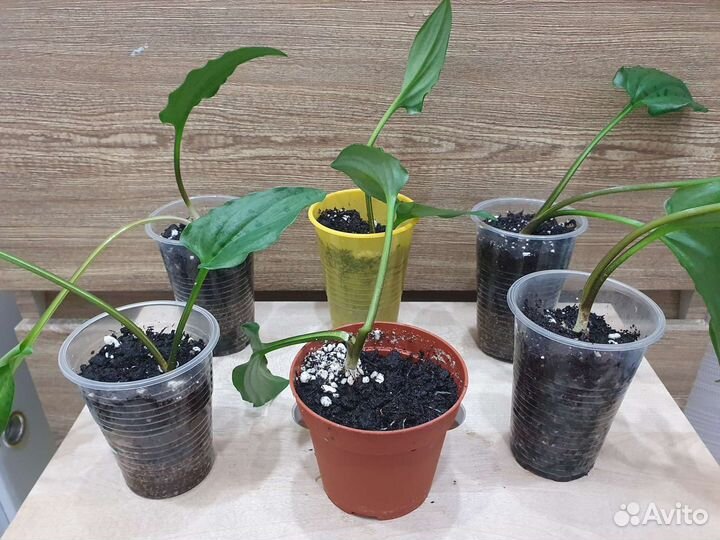 Дримиопсис пятнистый