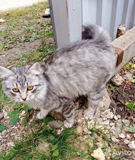 Пушистая кошечка 5 мес