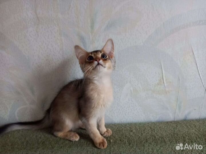 Кошка