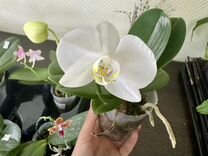 Орхидея Амабилис
