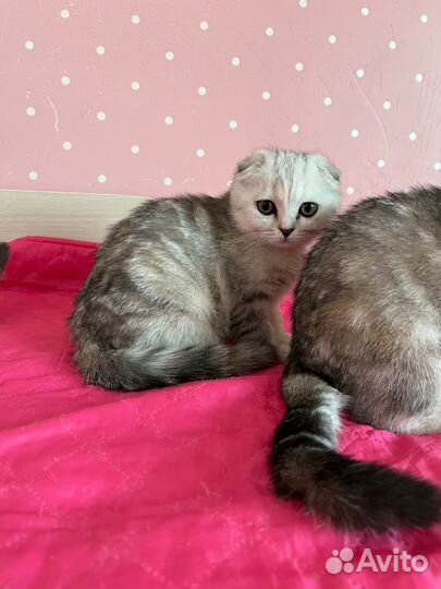 Клубные котята девочка и мальчик с документами