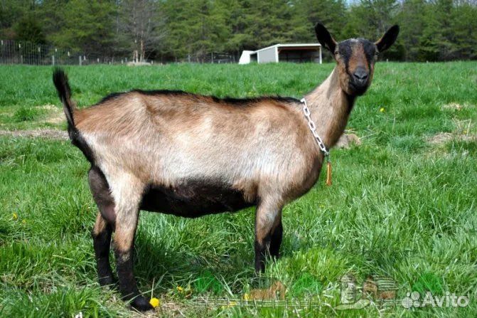 Козье молоко, творог, сыр, яица домашние