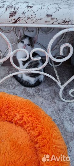 Кошка в дар бесплатно
