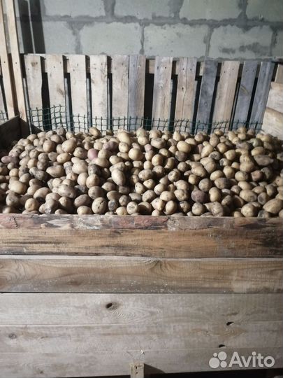 Семенной картофель