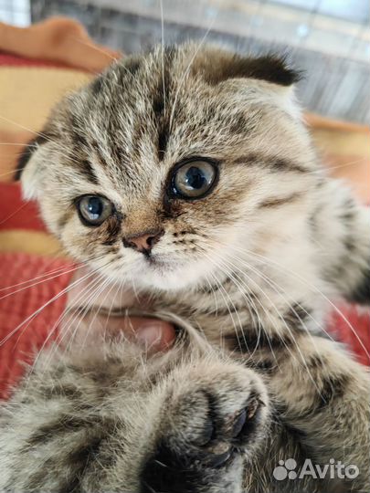 Шотландские вислоухие котята