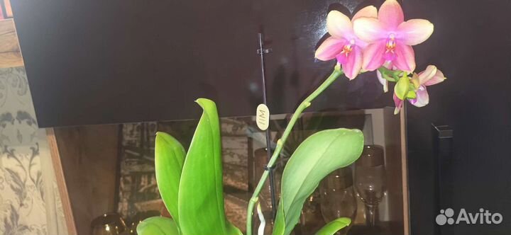 Орхидея Лиодоро
