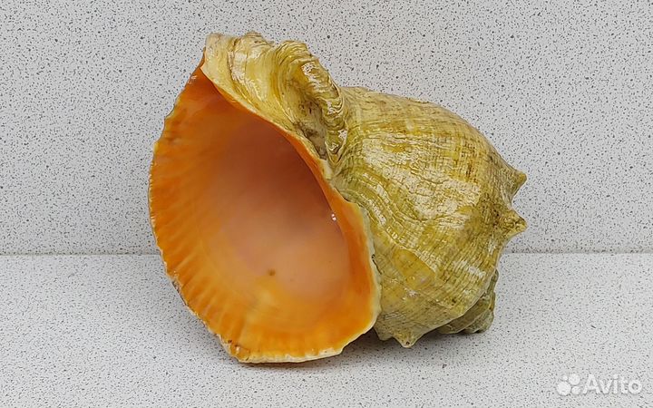 Рапан 10,6 морская ракушка раковина