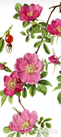 Саженцы плодово-ягодных культур