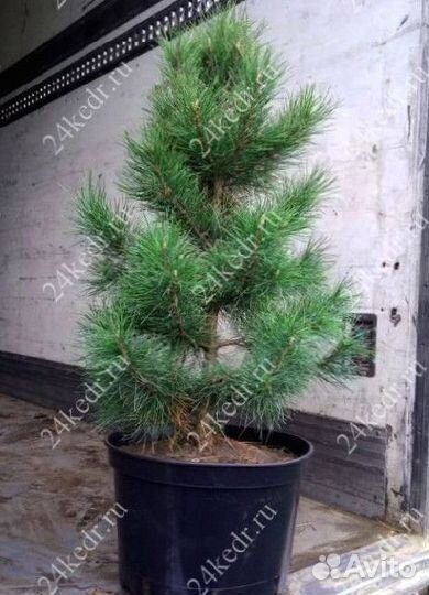 Сибирский кедр экстра класс. Саженцы