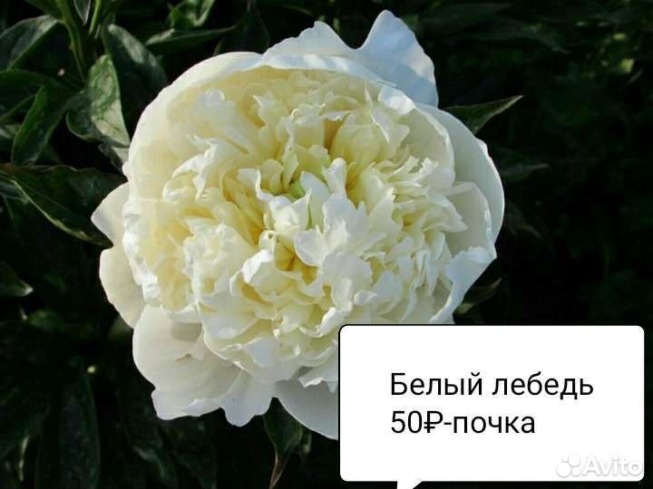 Пионы саженцы