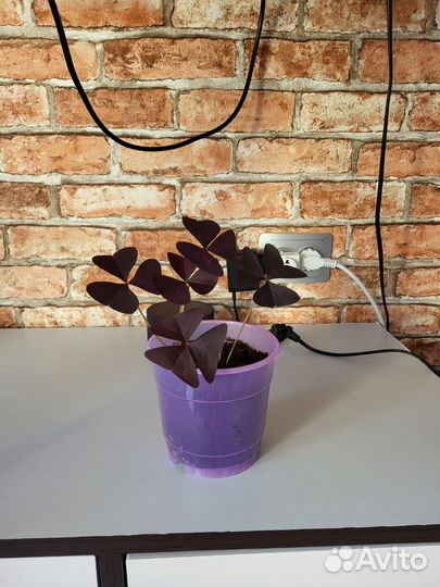 Кислица оксалис