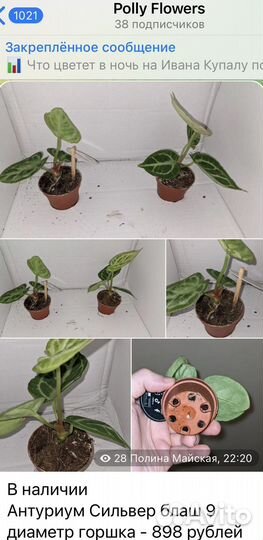 Черенки моих растений