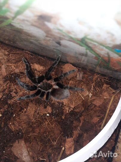 Паук птицеед