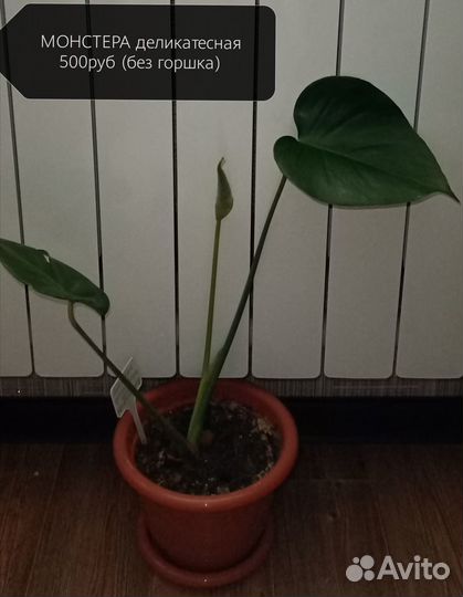 Цветы Рипсалис Монстера