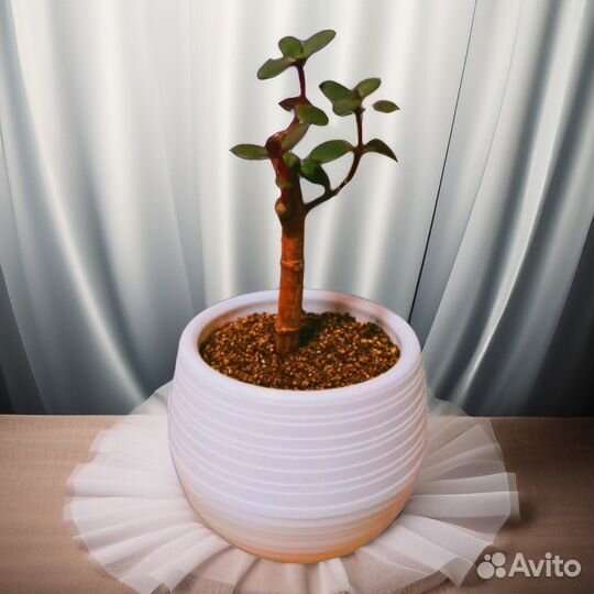 Денежное дерево - полезная толстянка, крассула